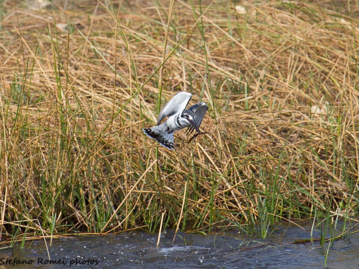 ha bisogno degli occhiali....