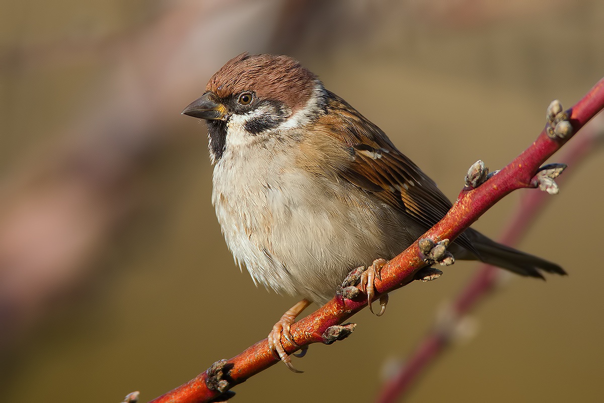Sparrow ..... away ..!