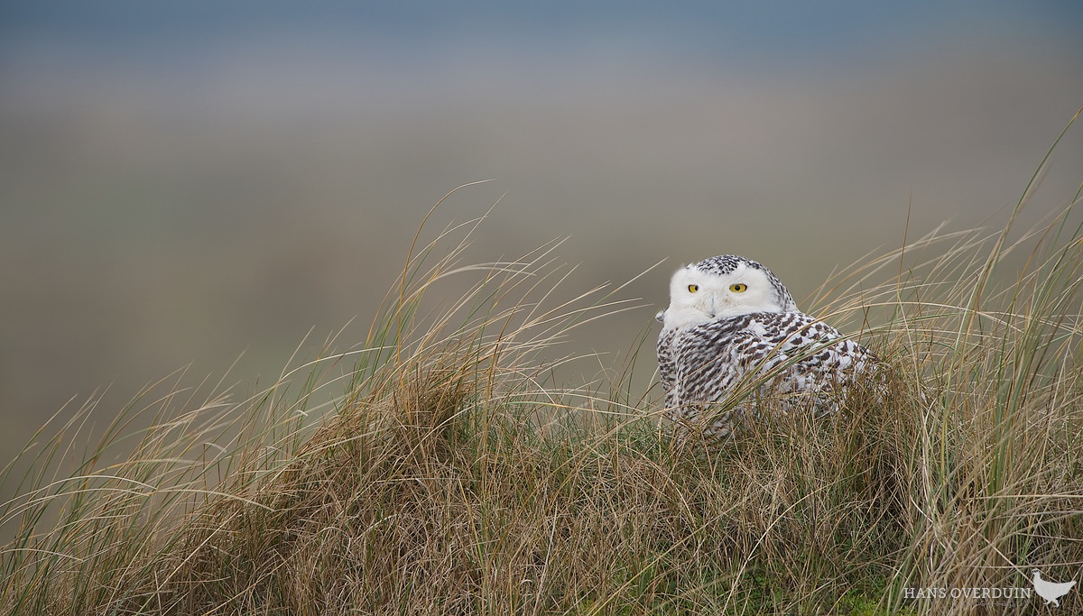 Snowy Owl