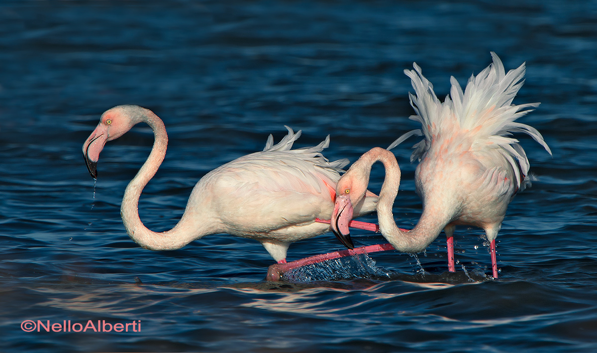 fenicotteri a coppia