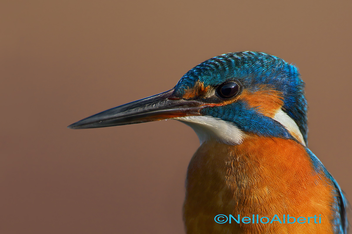 portrait, by clipping