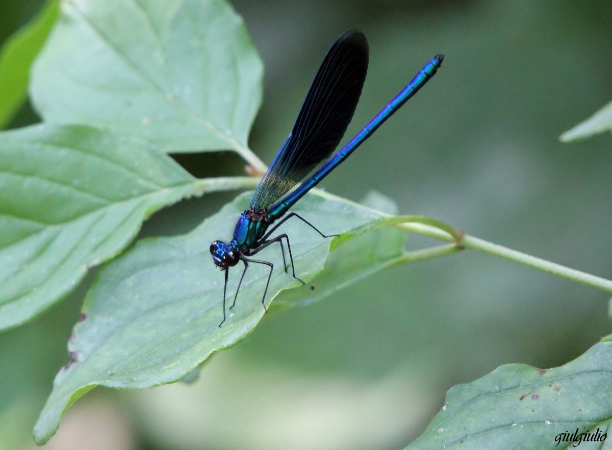 blue dragonfly