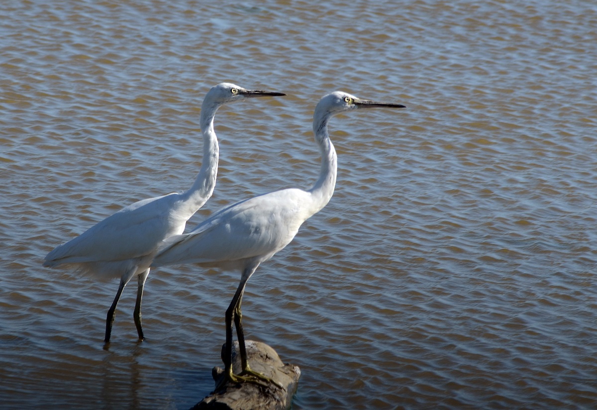 garzette in pattuglia