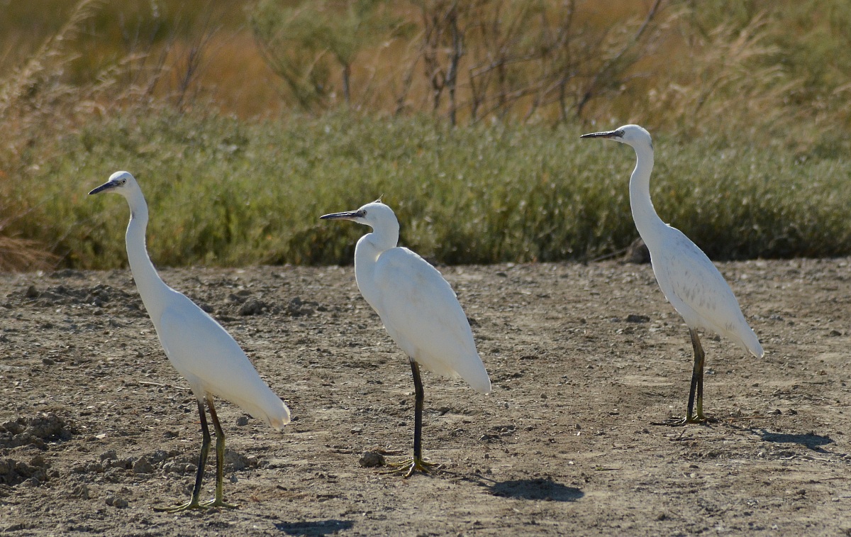 garzette tre caballeros