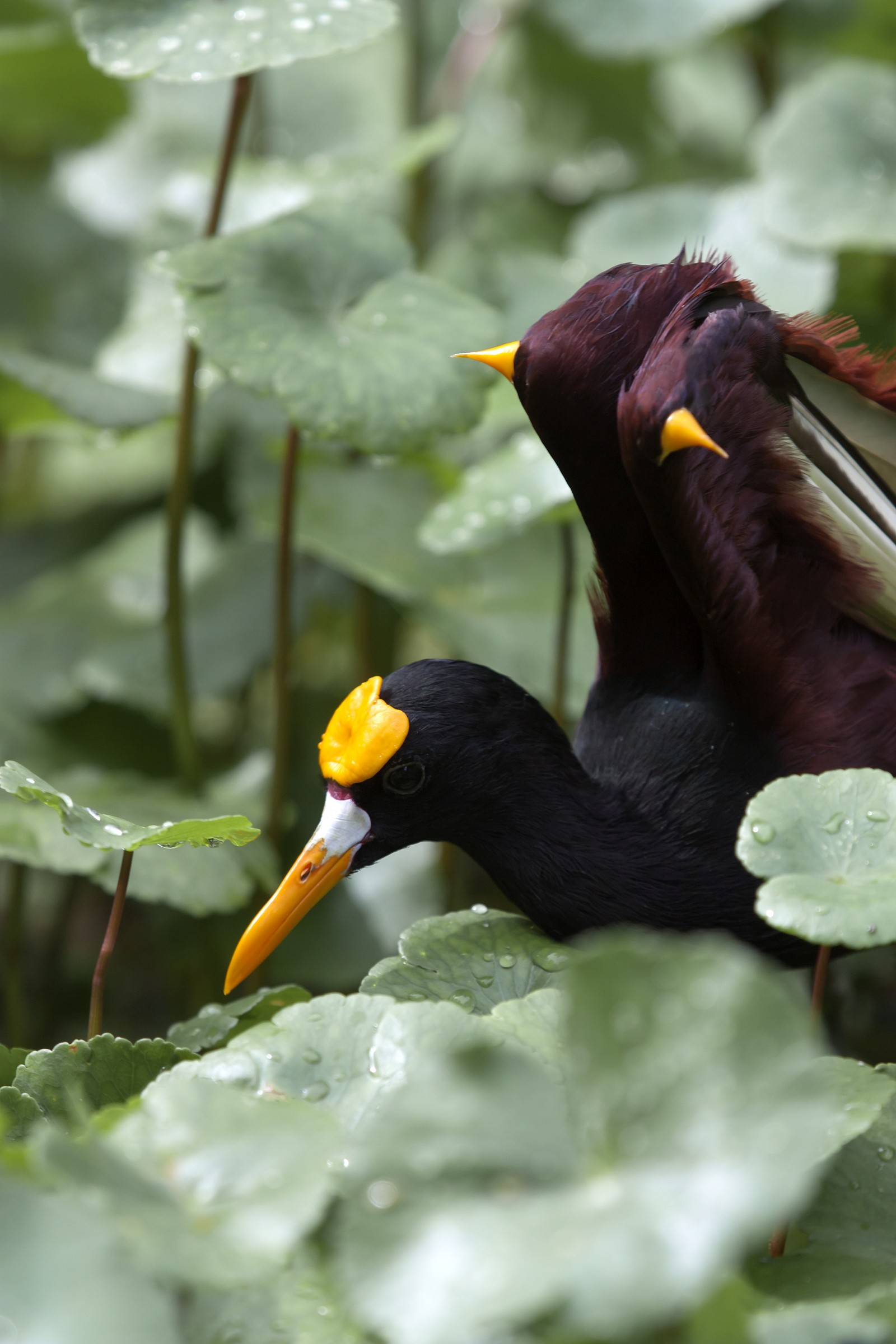 Jacana spinosa