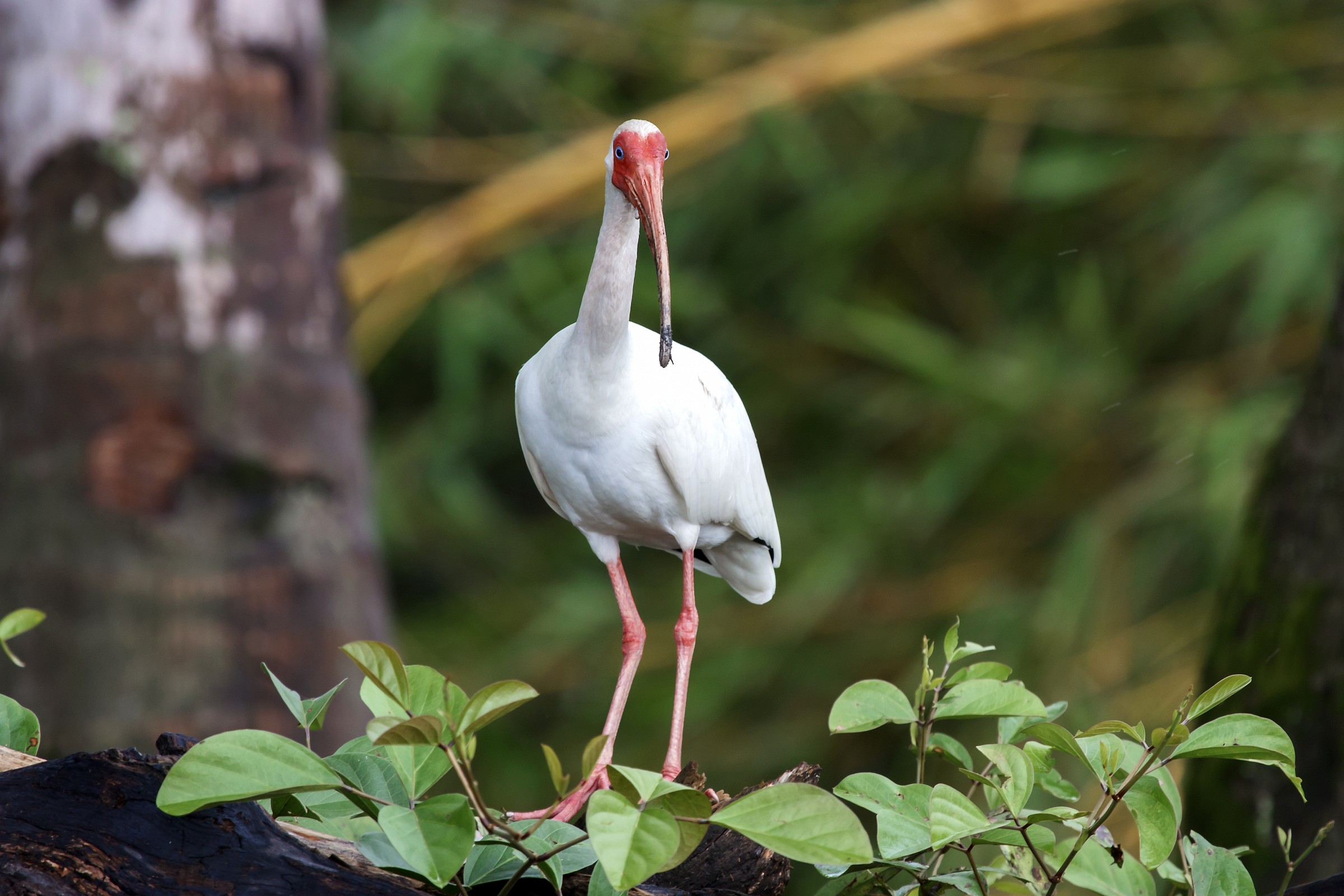 ibis bianco