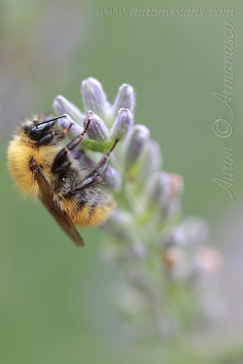 bombus pratorum