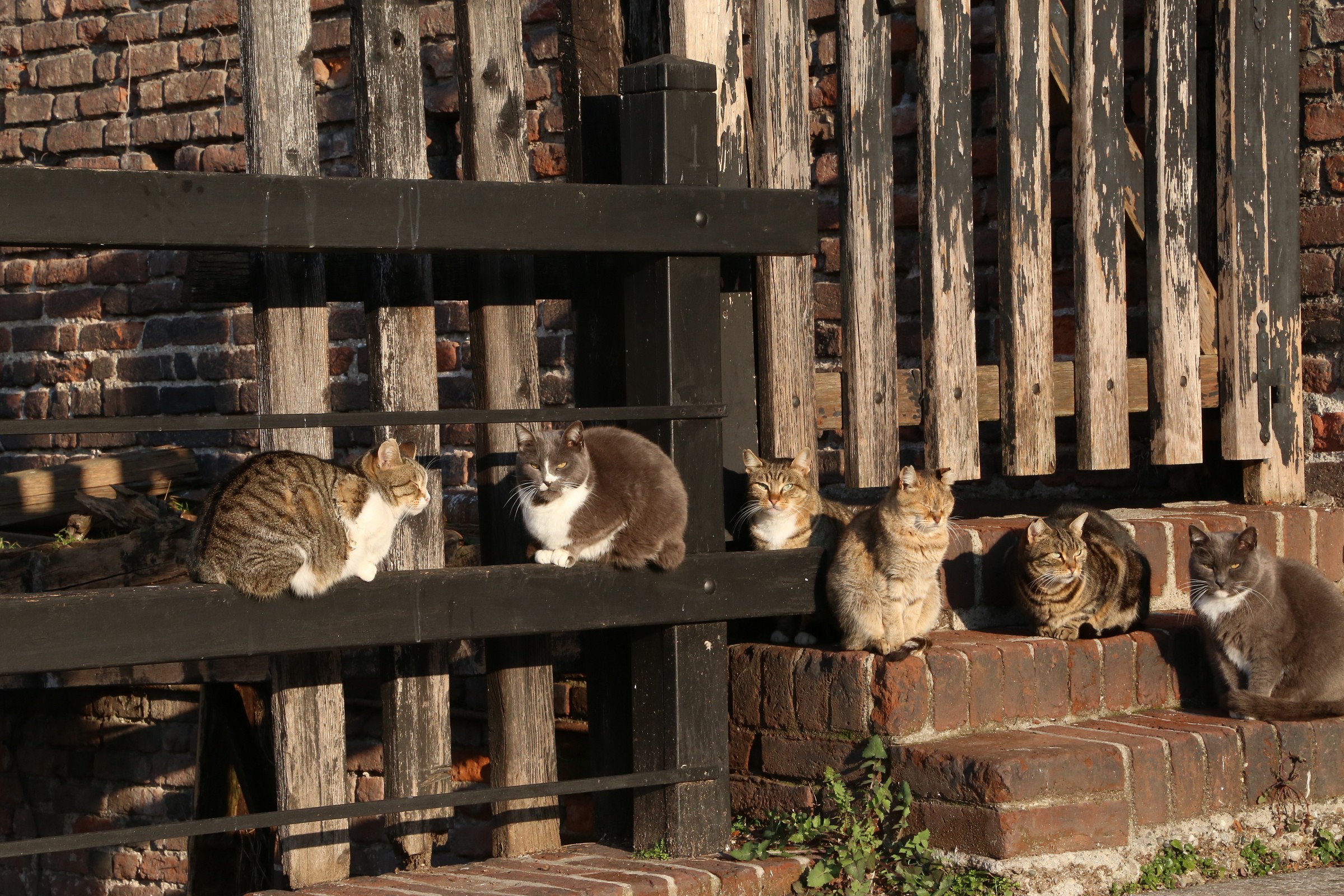 cats at the Castello Sforzesco in Milan
