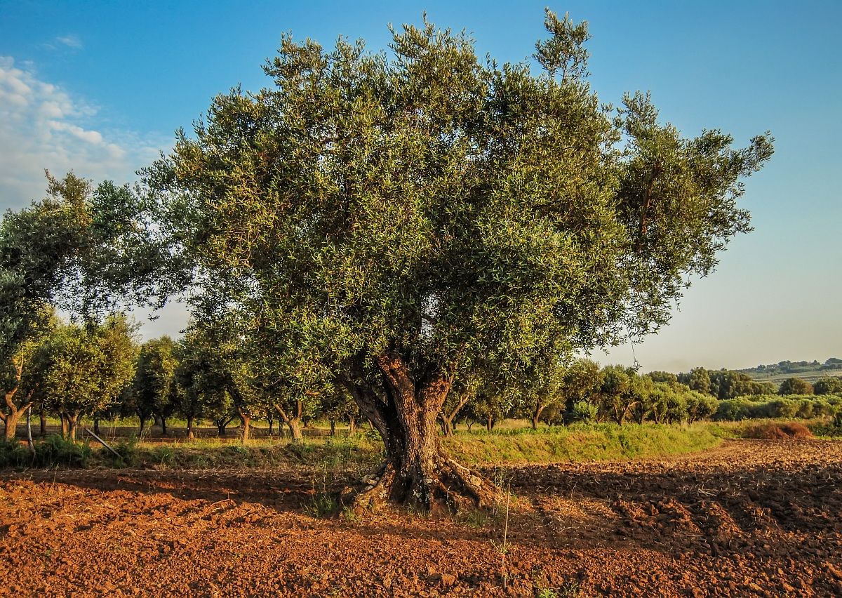 Another sunset over the old olive tree