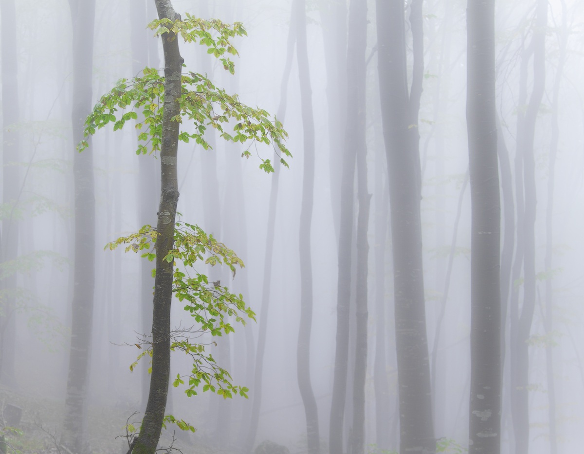 le foglie e la nebbia
