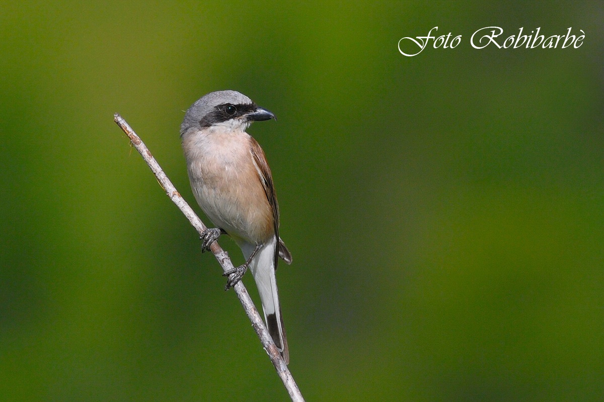 Averla piccola...maschio