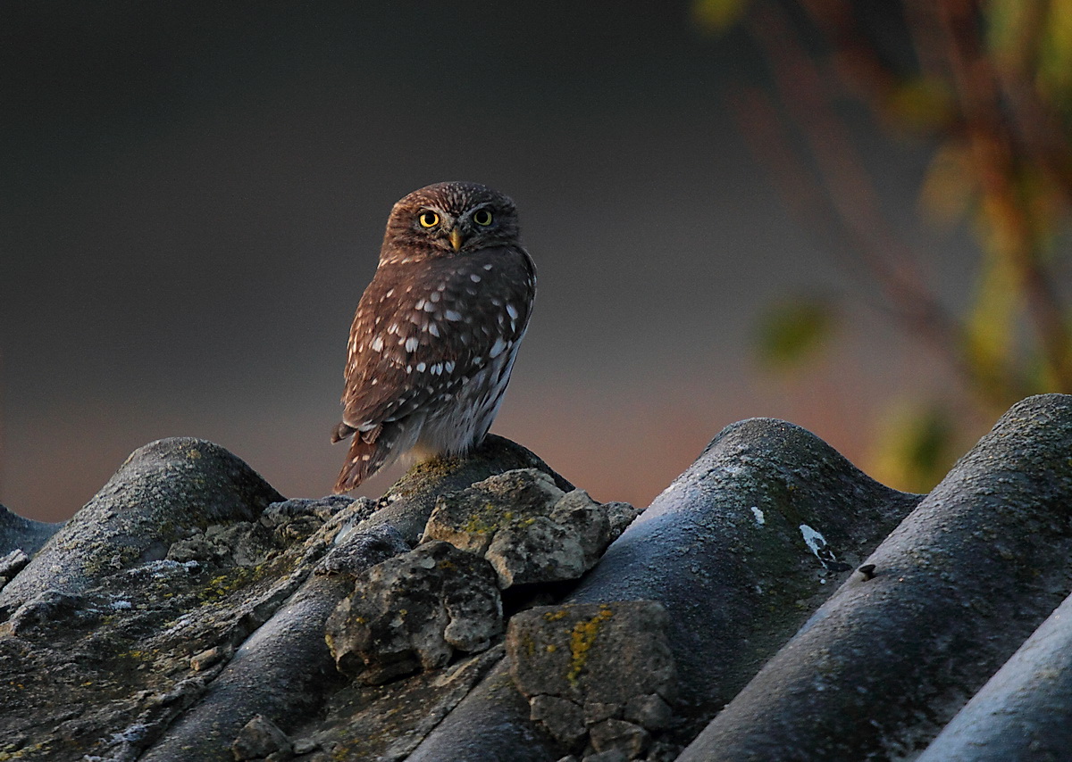 civetta- prima dell'alba