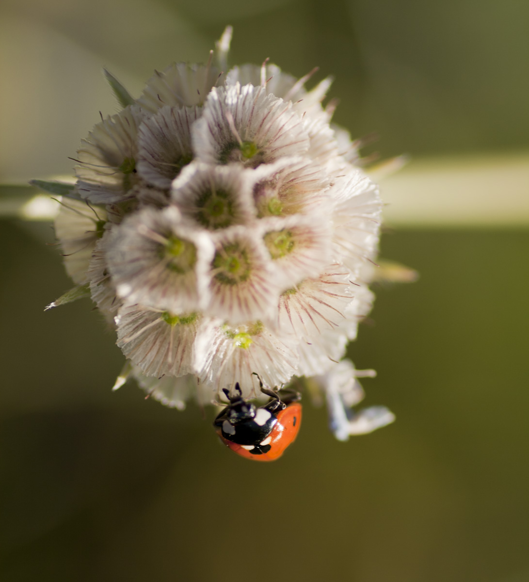 Coccinella