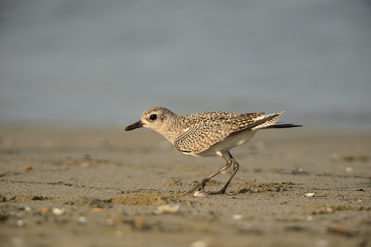 pivieressa all'attacco