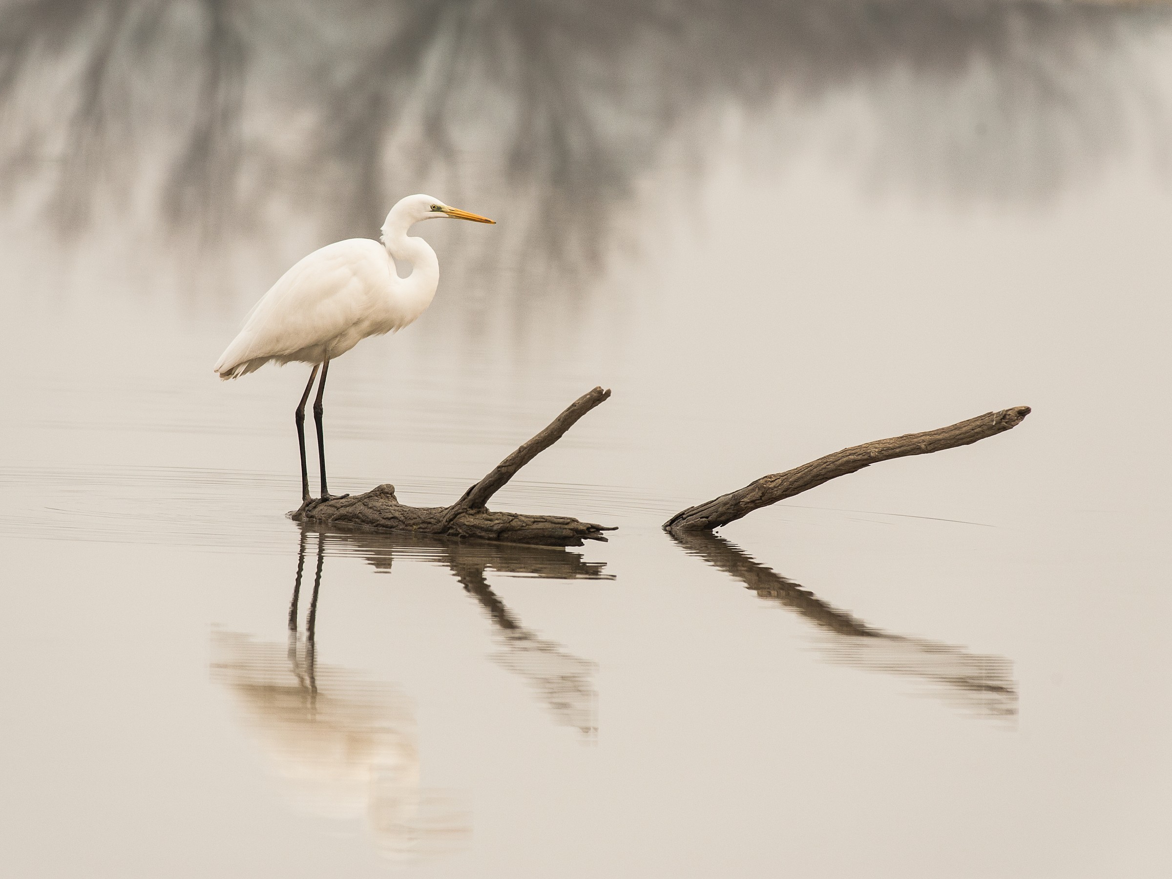 airone bianco maggiore