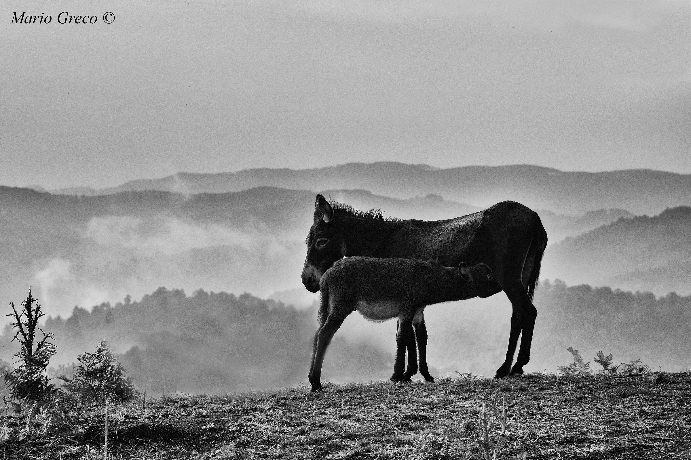 Prima colazione sui monti
