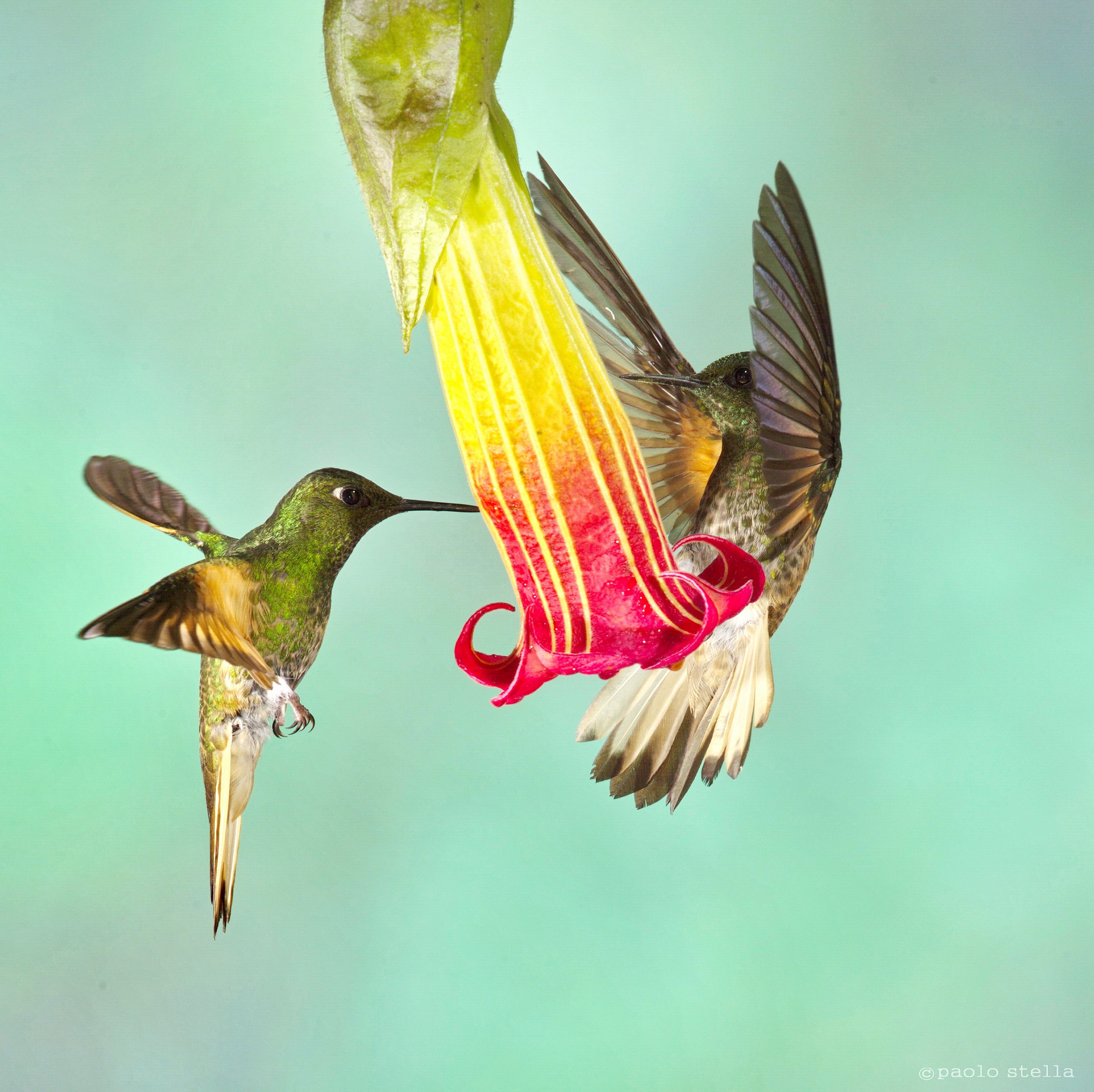 same flower - Rufous-tailed Hummingbird