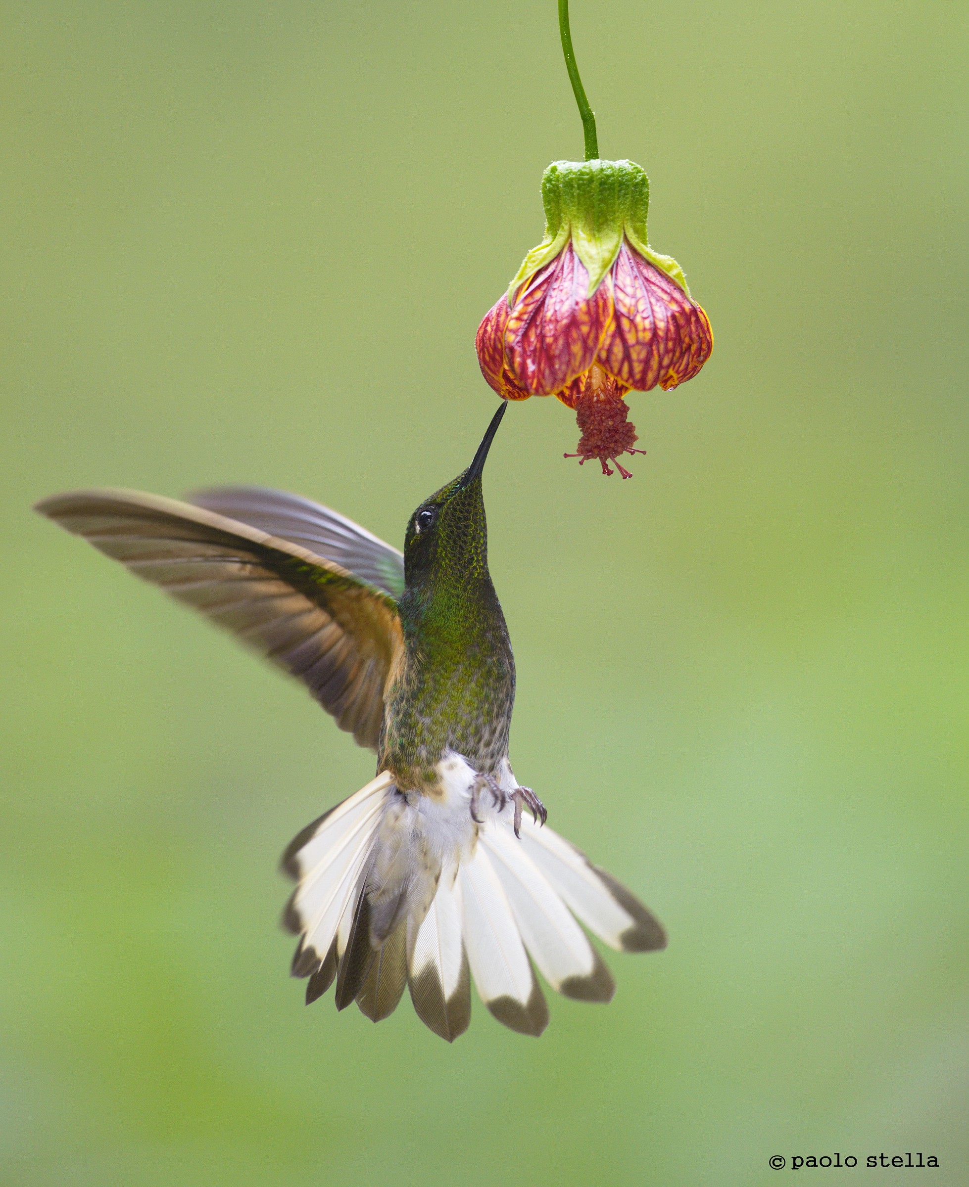 Rufous-tailed Hummingbird at flower