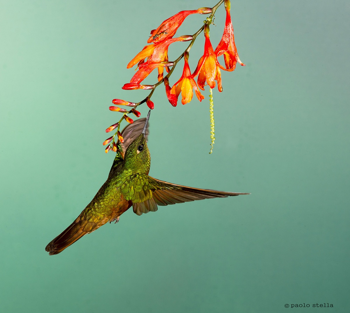 smelling - Rufous-tailed Hummingbird