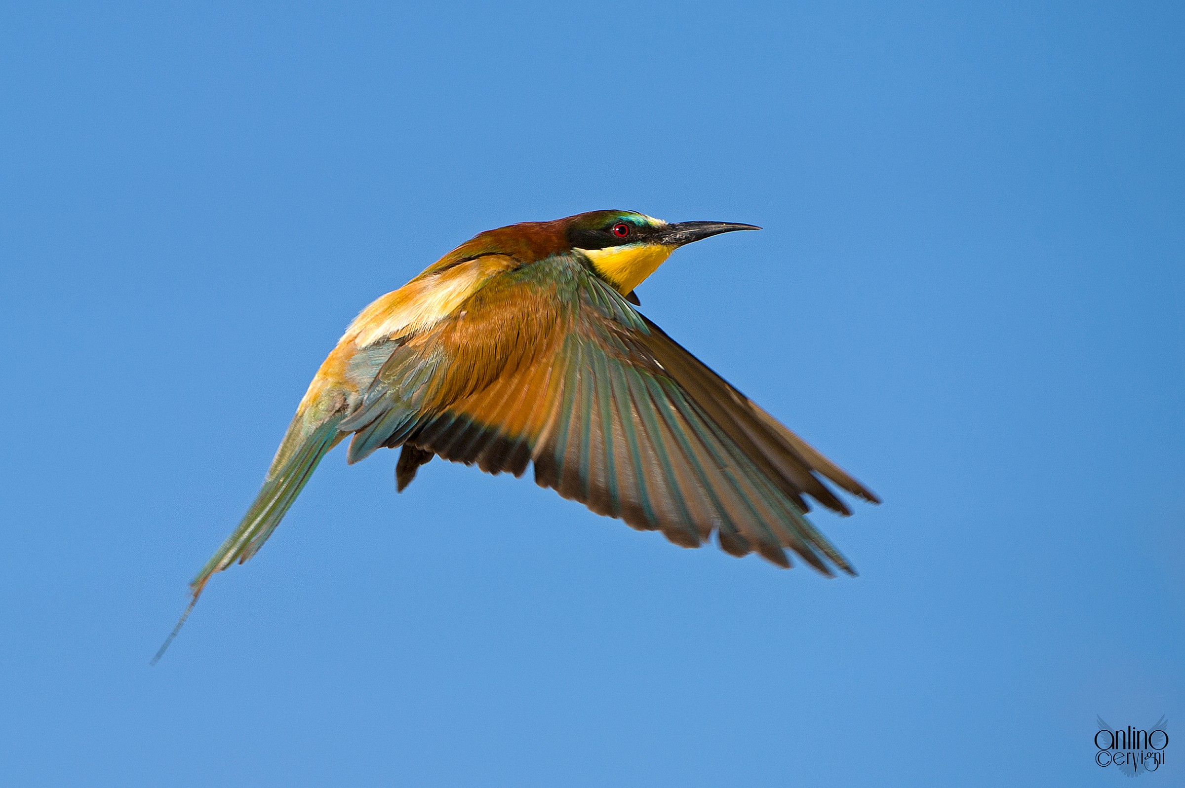 A bee-eater