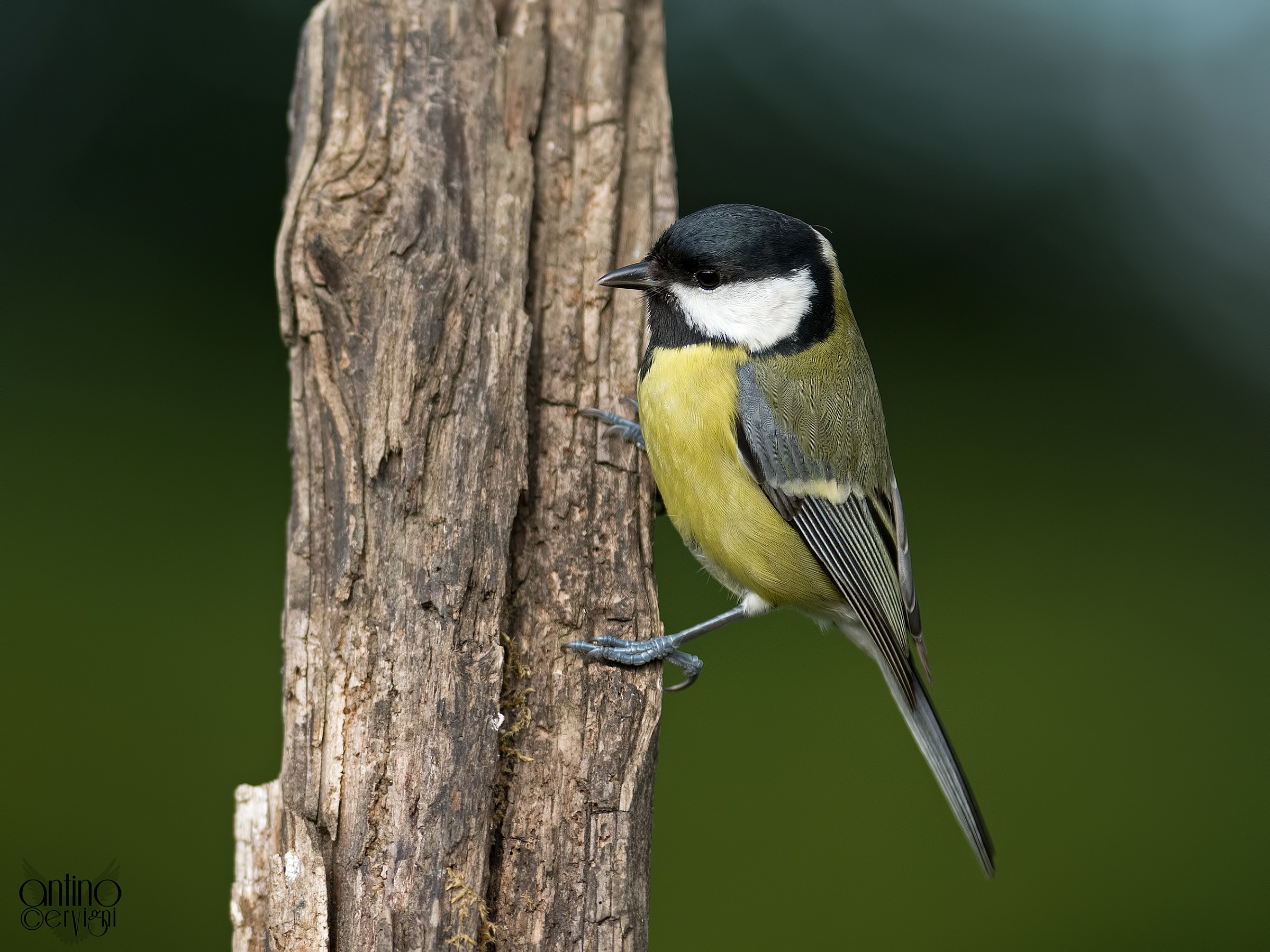 Great Tit
