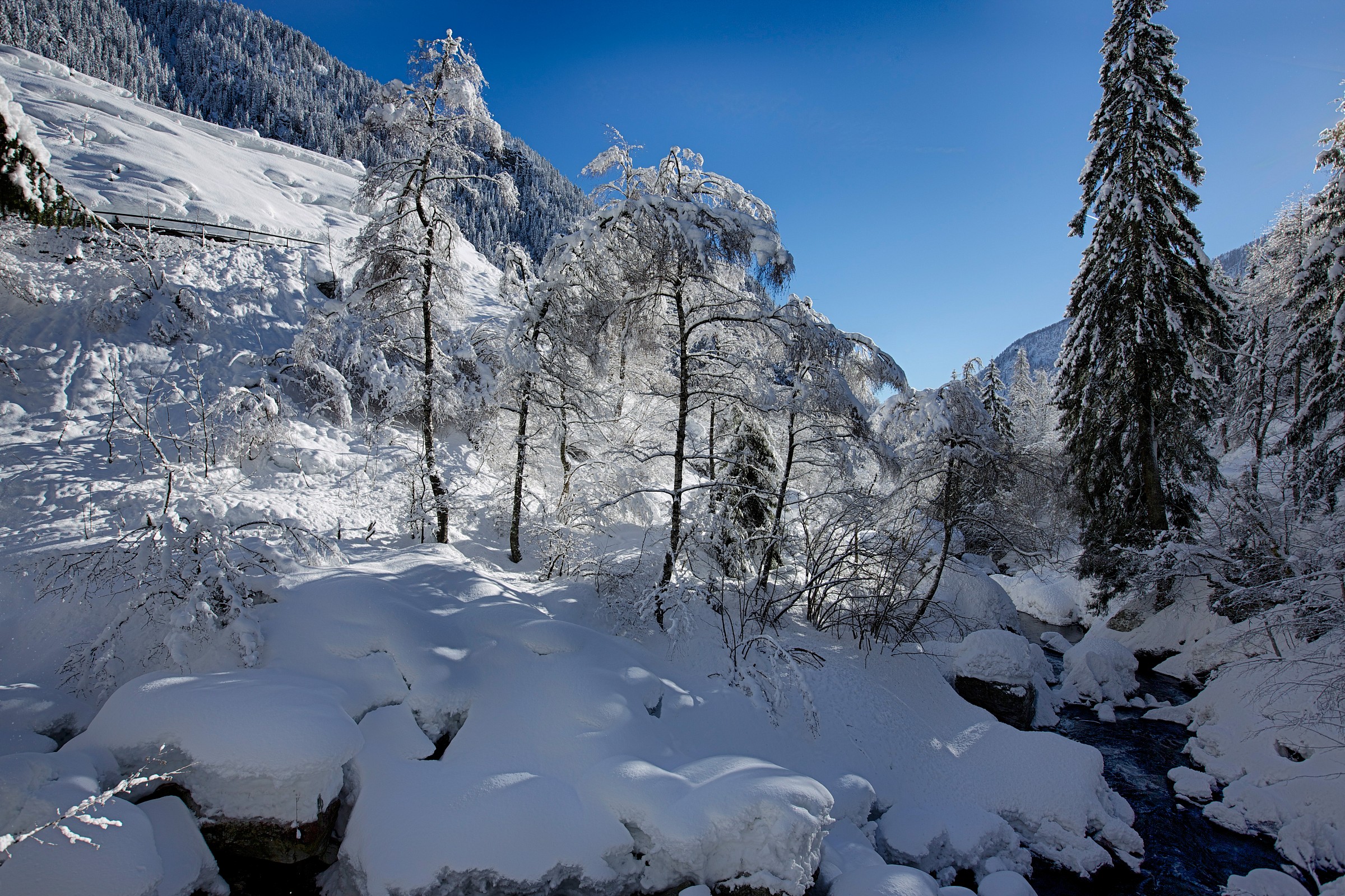 forest gurin ticino snow