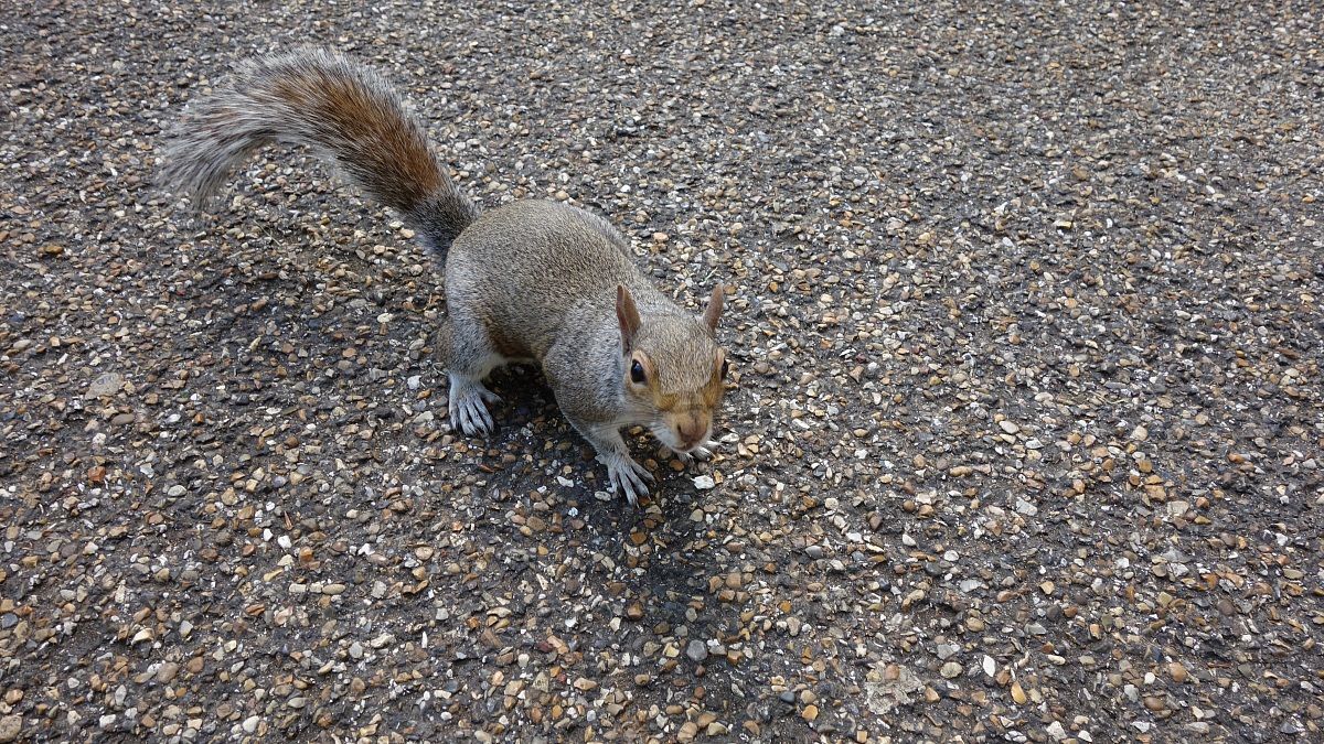 One of the many friends in London