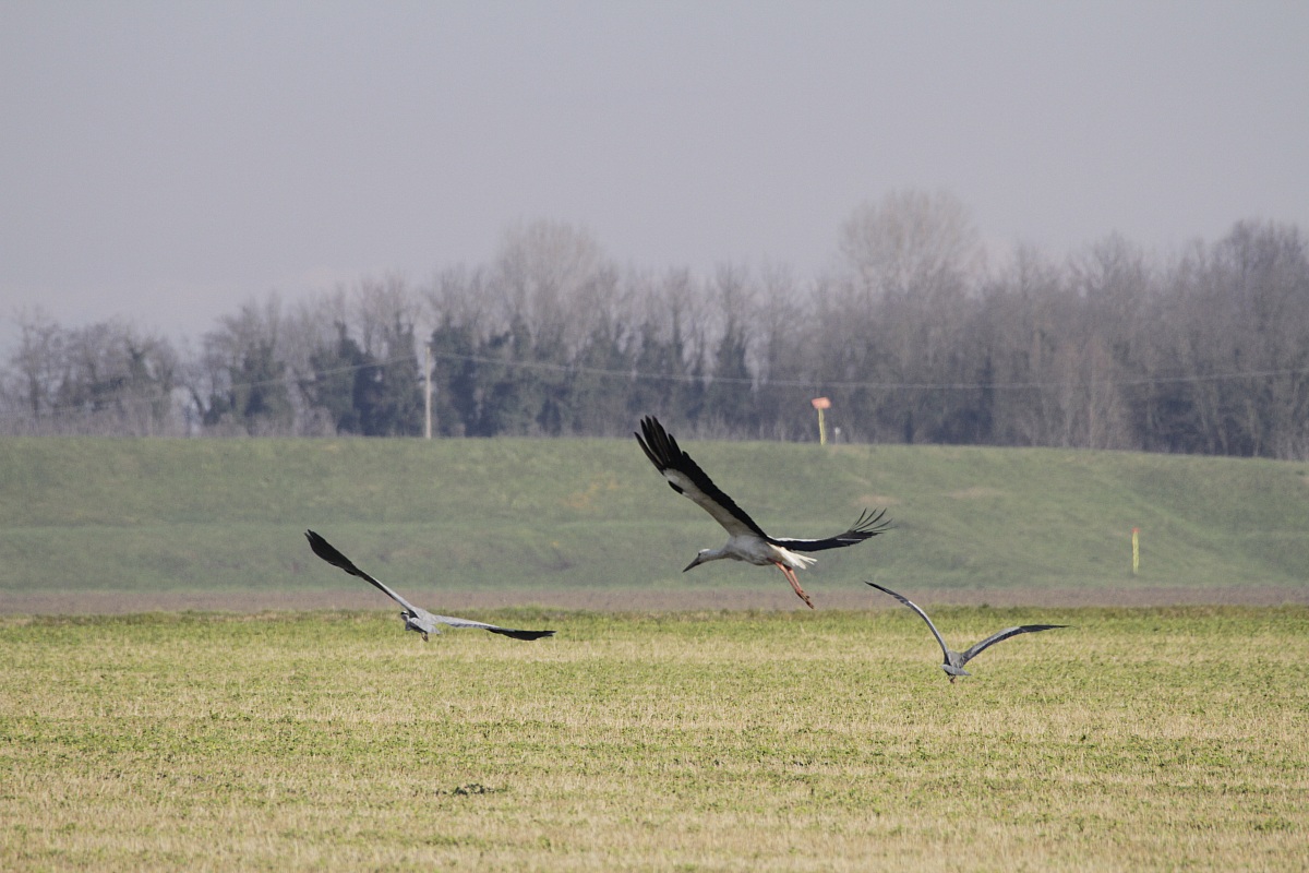 Lo stacco della ciconia