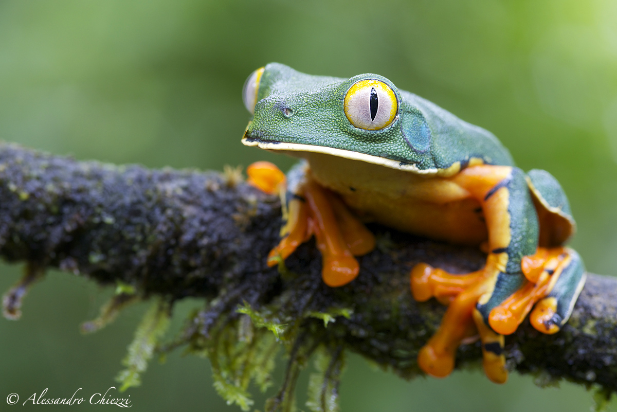 (Agalychnis calcarifer)