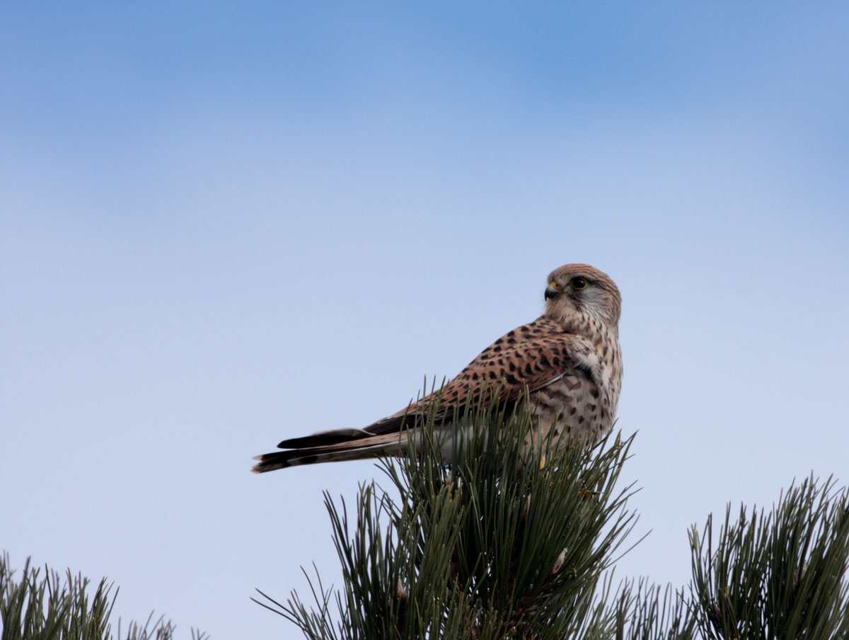 Kestrel