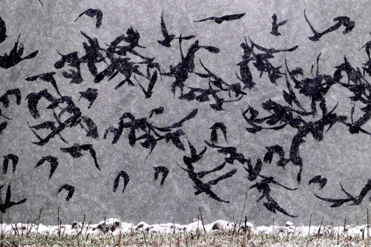 Jackdaws in the storm