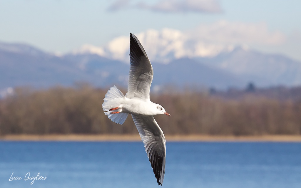 Seagull at Lake Maggiore