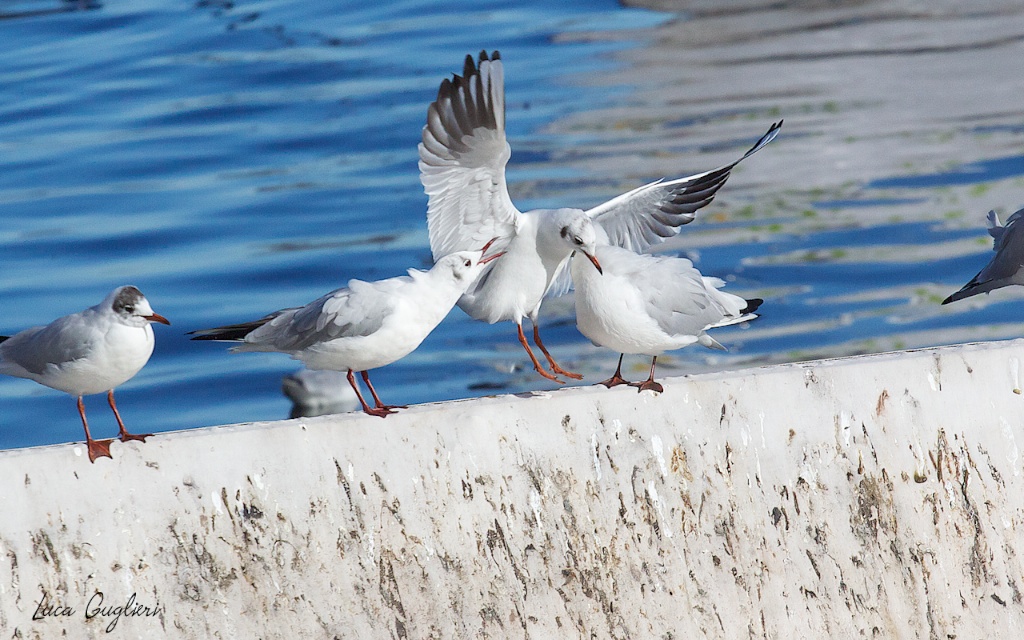gabbiani al lago