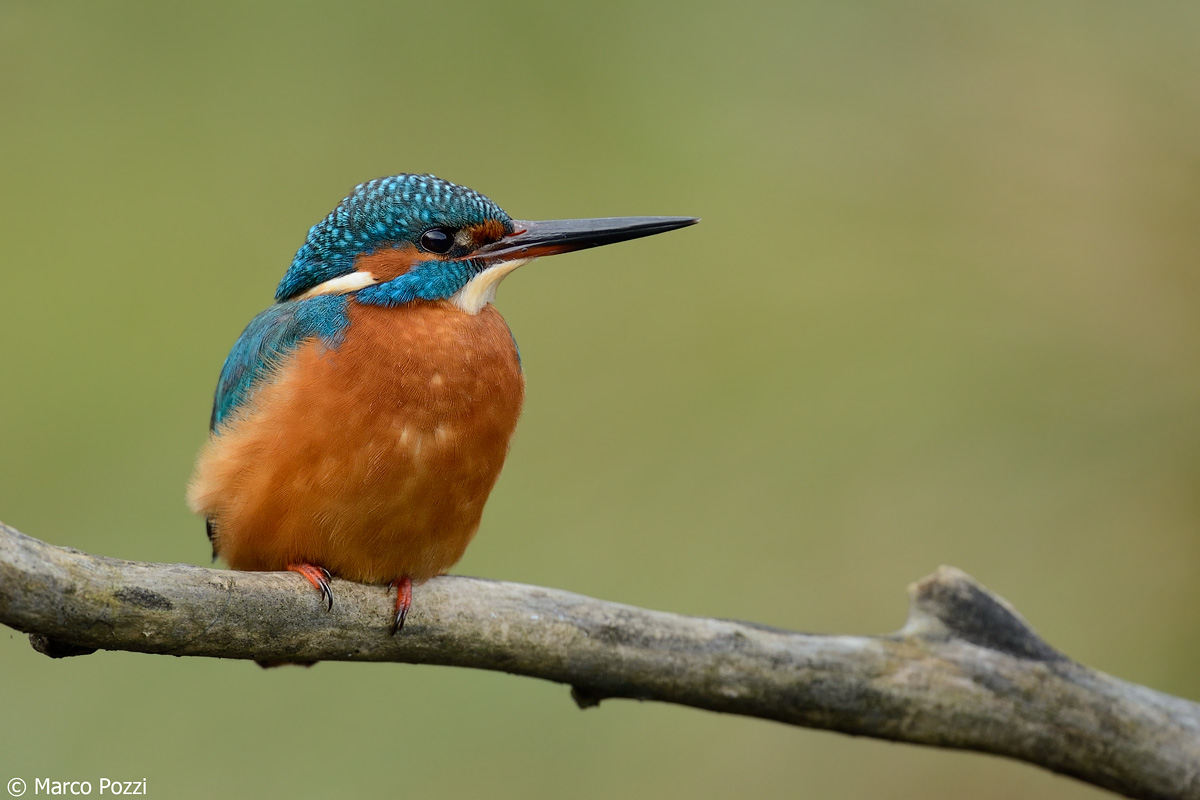kingfisher