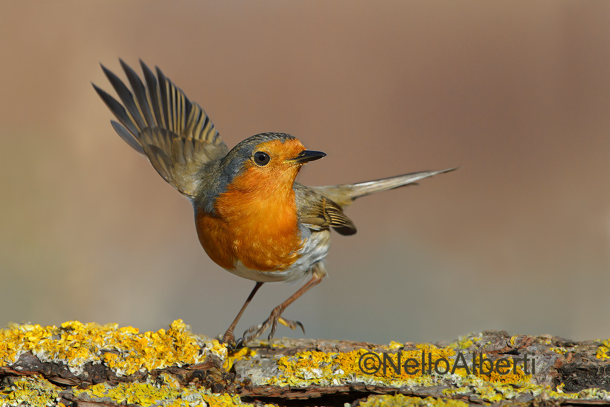 La danza del pettirosso