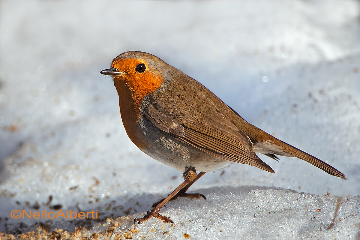 pettirosso  sulla neve