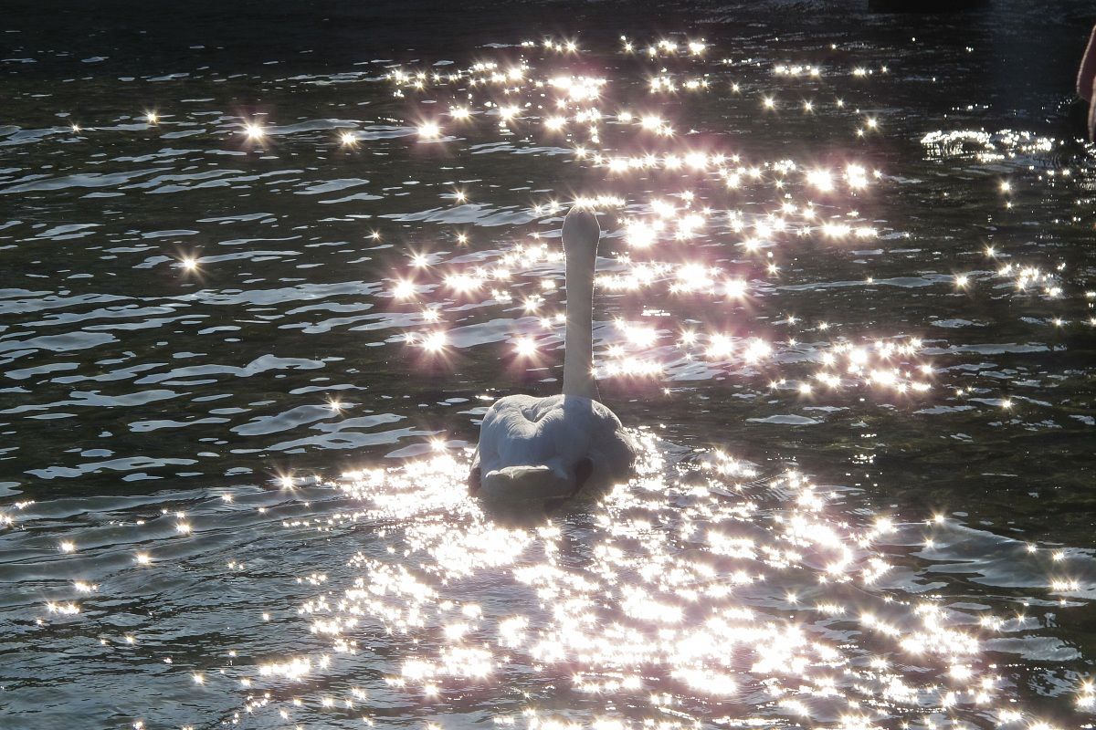 Swan Lake