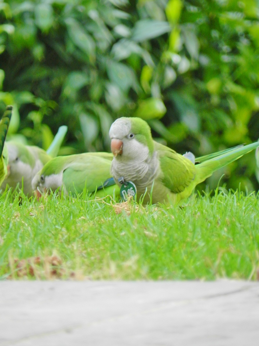 pigeons ... barcelona ...