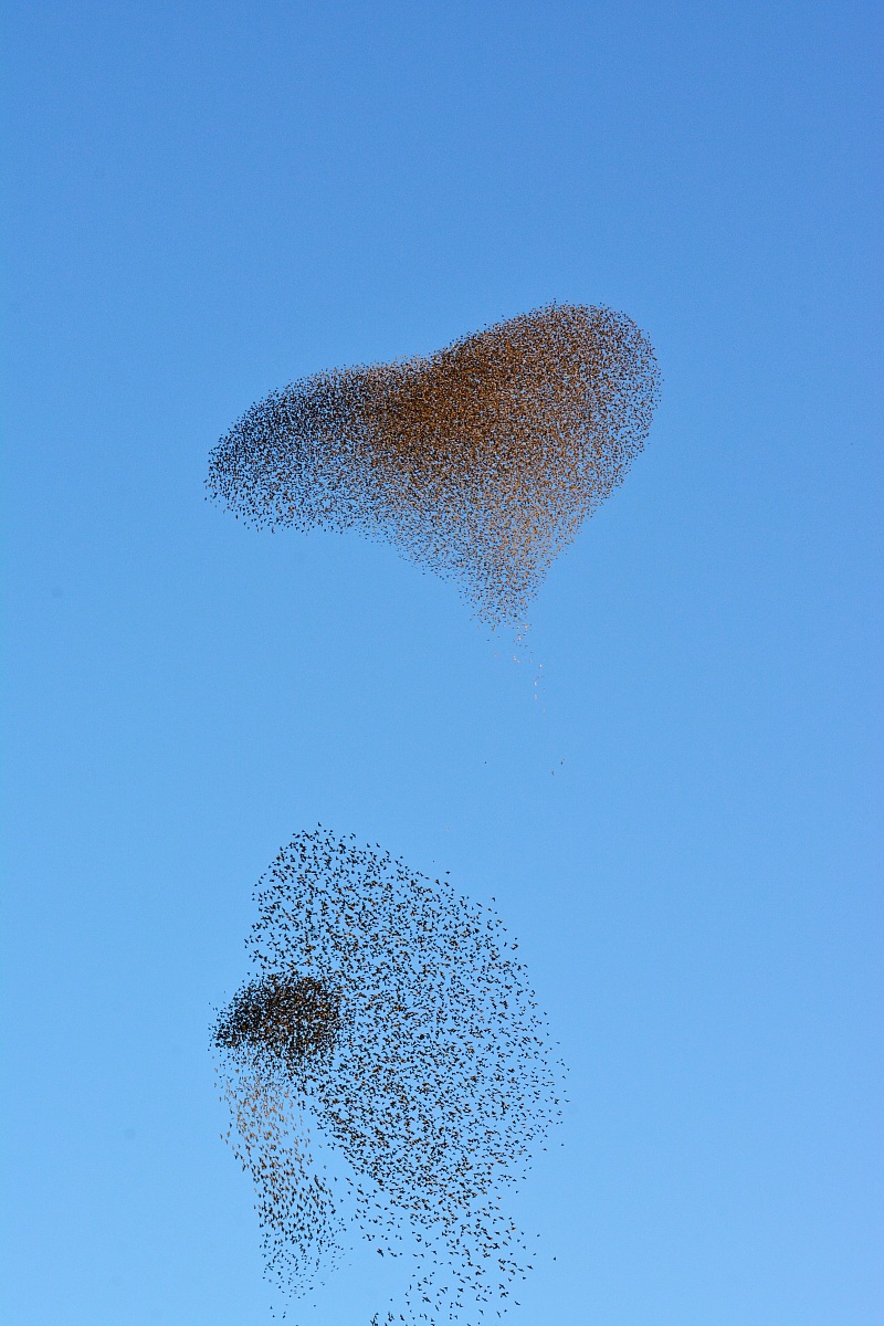 Winged Heart (Transfers)