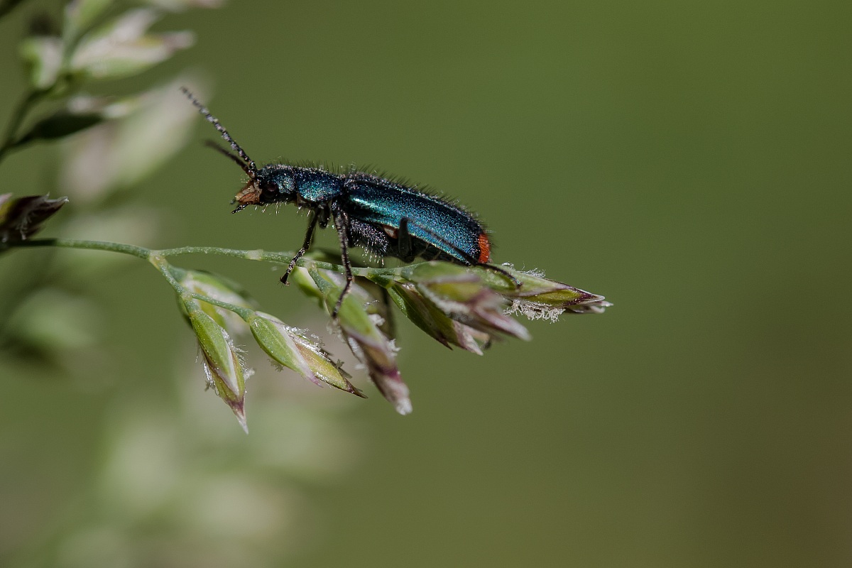 Coleottero Malachius Bipustulatus