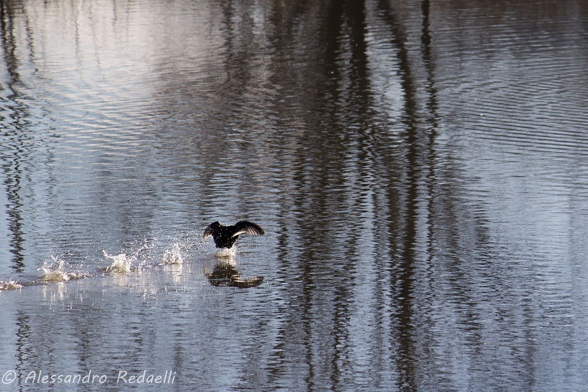 Volo a pelo d'acqua