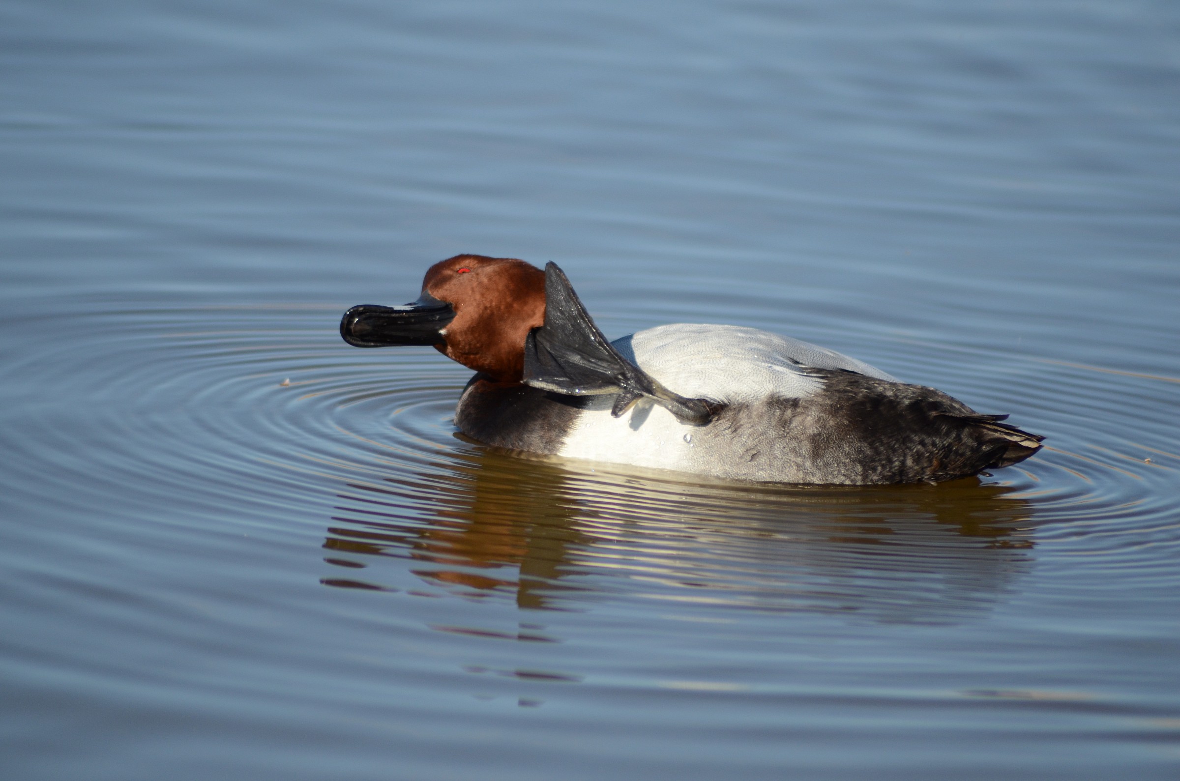 Pochard
