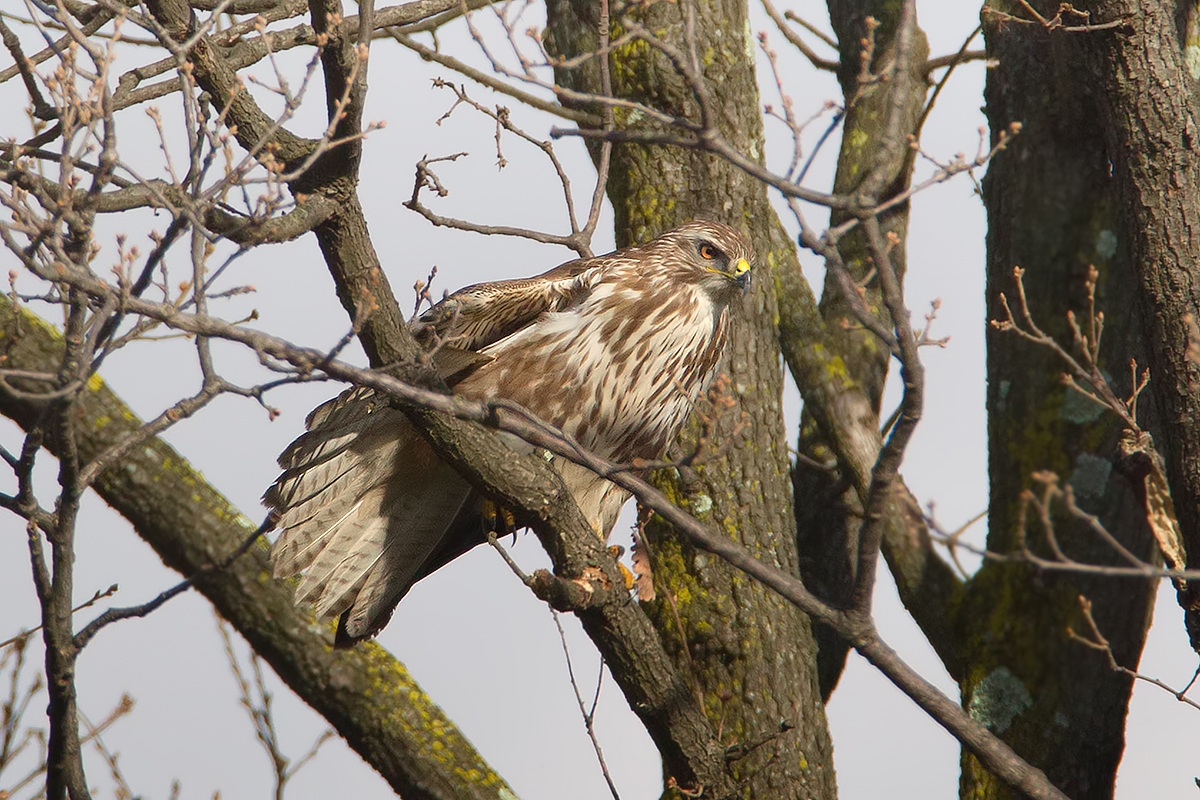 Buzzard "hoisted" ....