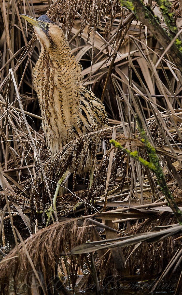 Bittern disheveled