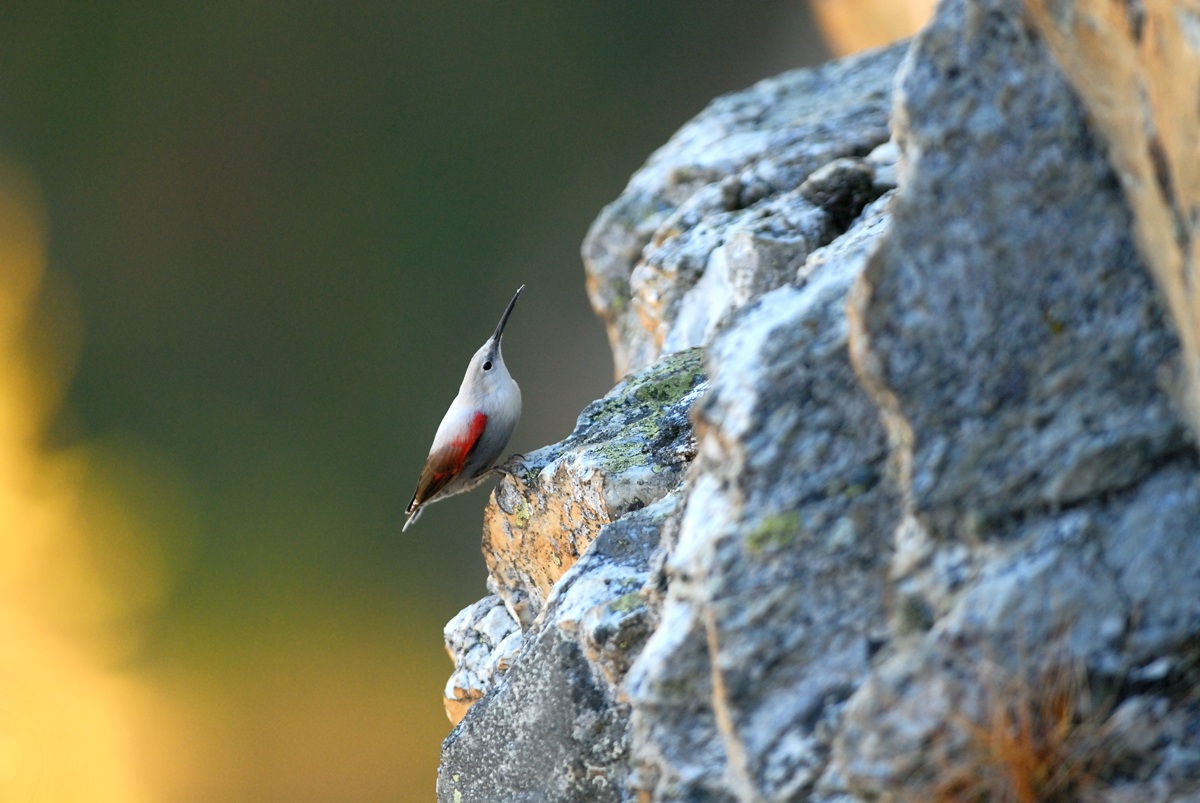 Wallcreeper