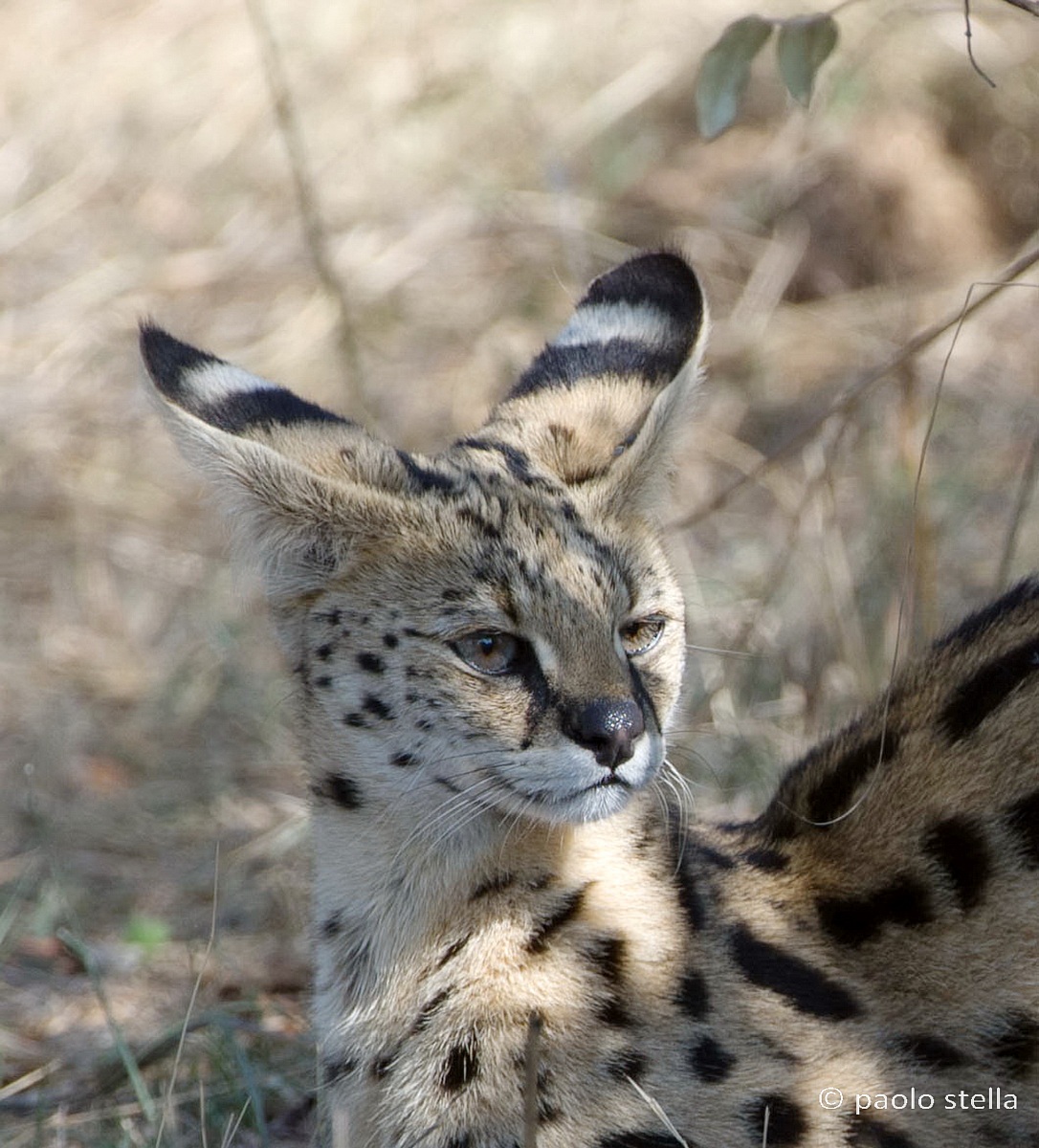 Portrait of serval (serval Leptailurus)
