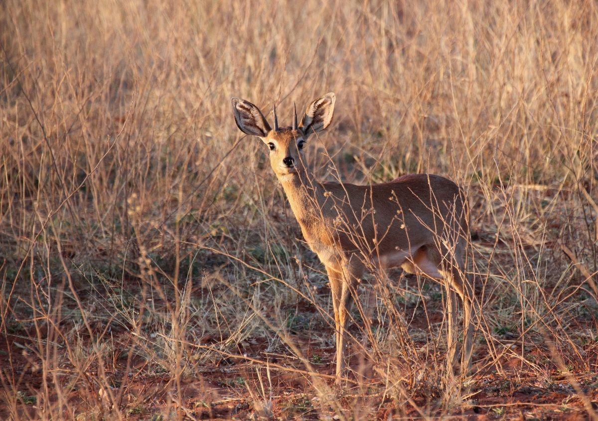 Steenbok
