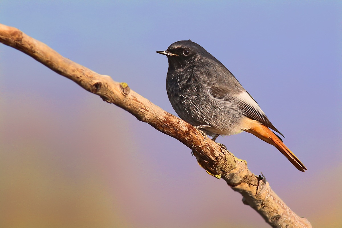 Black Redstart