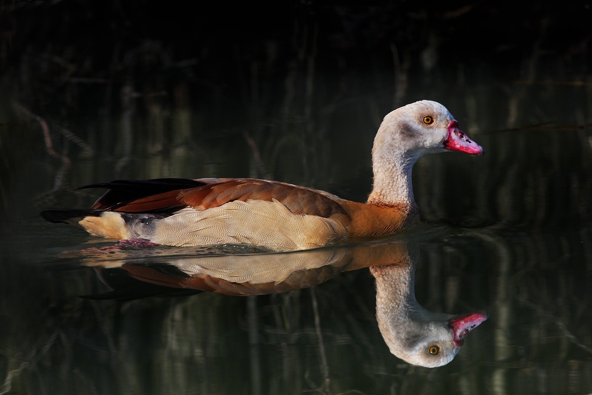 Oca egiziana - Giovane