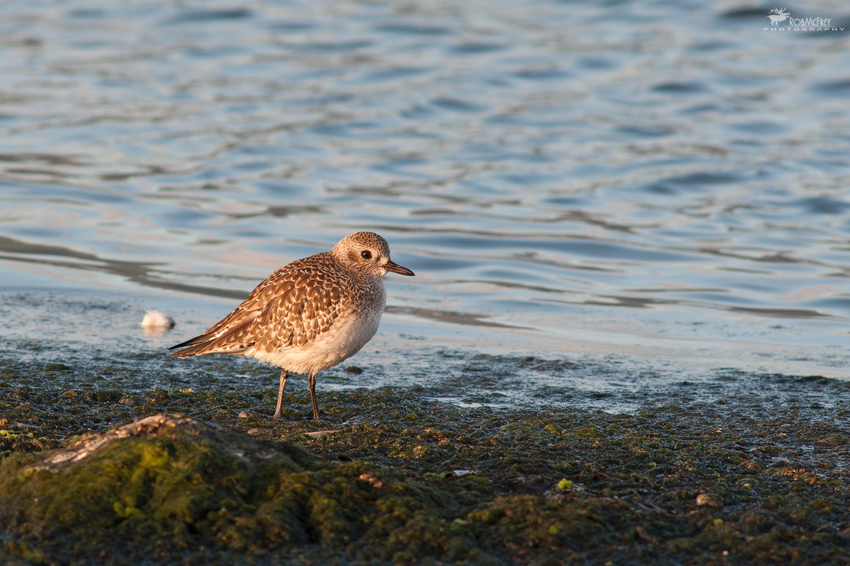 Black-bellied Plover at dawn